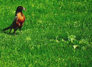 Bird perching on a field