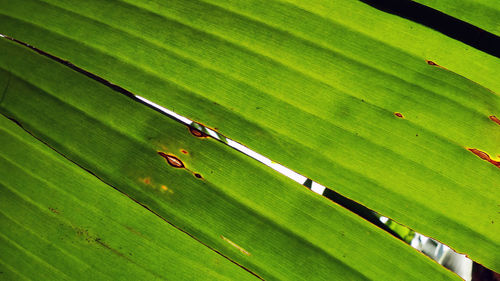 Close-up of green insect on leaf