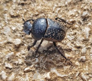 Close-up of insect