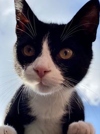 Close-up portrait of a cat