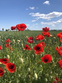 Close-up of red poppy flowers in field