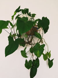 Close-up of leaves on plant against white background