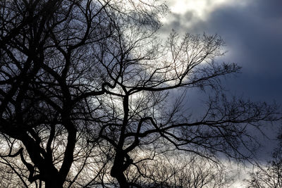 Low angle view of silhouette bare tree against sky