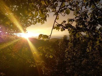 Sunlight streaming through trees