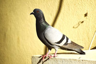 Close-up of pigeon perching on wall
