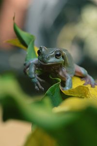 Close-up of frog on leaf