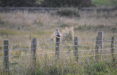 Bird on a field