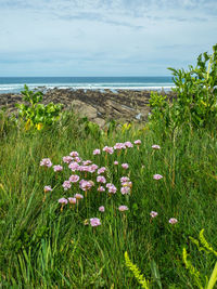 Purple flowering plants by sea against sky