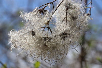 Close-up of dry plant