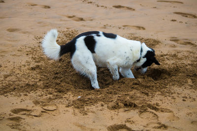 High angle view of dog on sand at beach