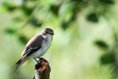 Close-up of bird perching on tree