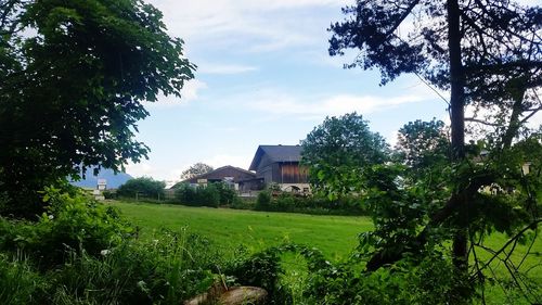 Trees and houses on field against sky