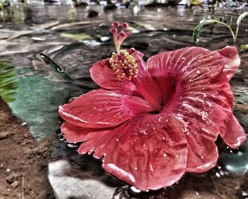 Close-up of wet pink rose flower