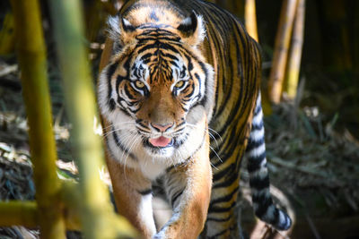 Close-up of tiger