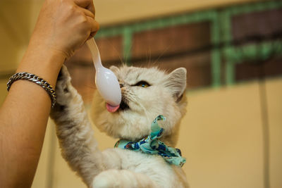 Close-up of hand holding cat