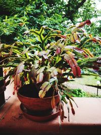 Close-up of potted plant