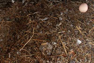 High angle view of bird in nest on field