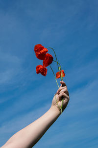 Low angle view of cropped hand holding red flowers against blue sky