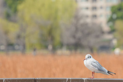 Close-up of seagull perching on railing