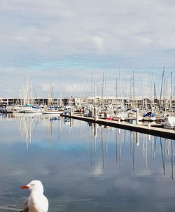 Sailboats in a harbor