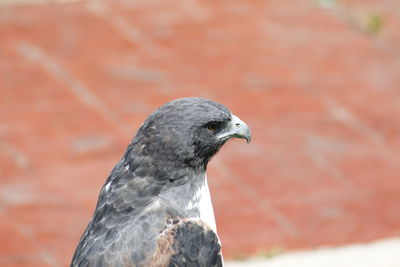 Close-up of bird against blurred background