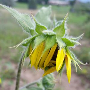 Close-up of yellow flower