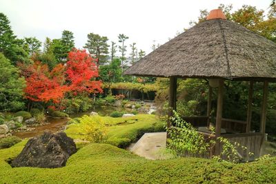Trees growing in park