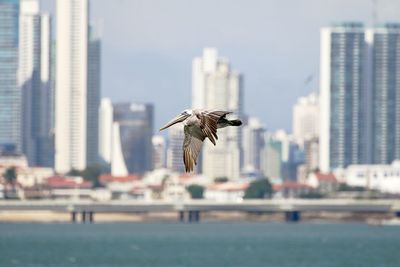 Seagull flying over sea against cityscape