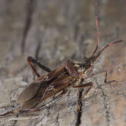 Close-up of insect