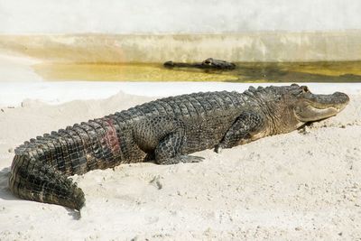 Full length of crocodile on sand at beach