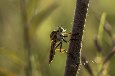 Close-up of insect on plant