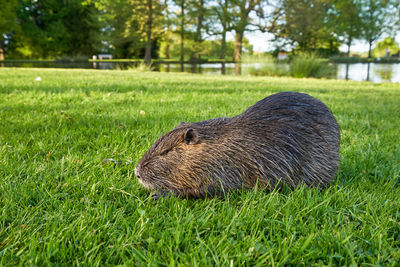 Wet nutria sits in the green grass in a city park