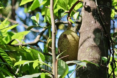Close-up of fruits hanging on tree