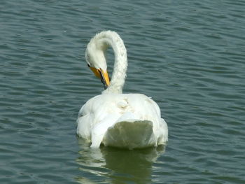 Swan floating on lake