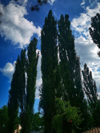 Low angle view of trees against sky