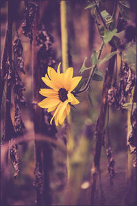 Close-up of yellow flowering plant leaves