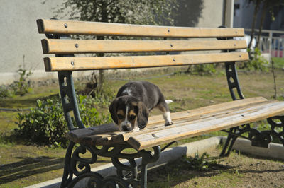 bench