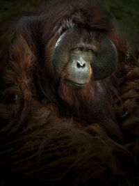 Close-up portrait of monkey