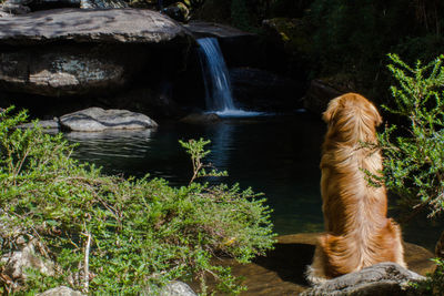 Dog on rock by lake