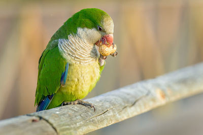 Close-up of parrot perching on tree eating a nut