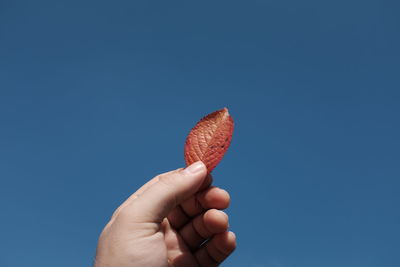 Cropped hand holding autumn leaf against clear blue sky