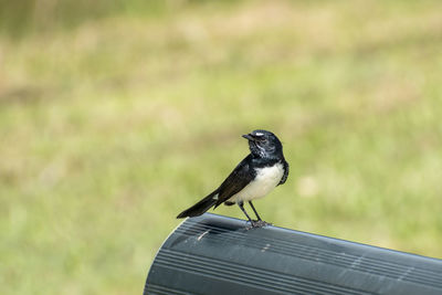 Close-up of a willie wagtail rhipidura leucophrys perched on a park bench in brisbane, australia