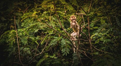 Cat on tree
