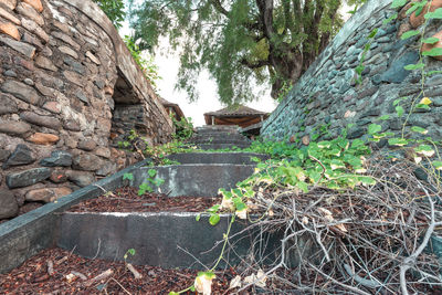 Trees and plants growing by wall