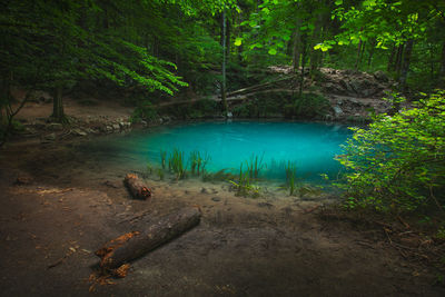 Scenic view of lake amidst trees in forest