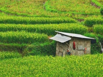 Scenic view of agricultural field