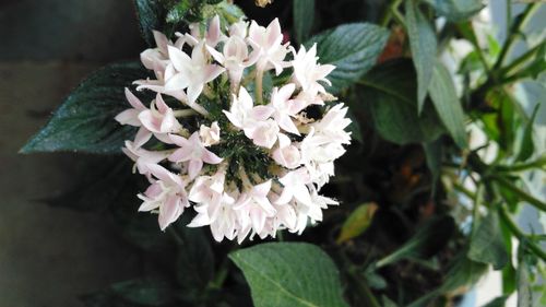 Close-up of flowers blooming outdoors