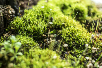 Close-up of plants