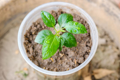 High angle view of small plant in pot