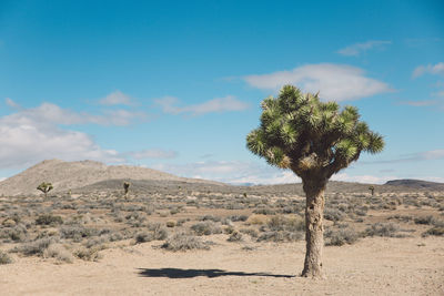 Tree on desert against blue sky